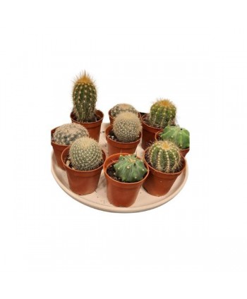 CACTUS NATURAL  6 CM