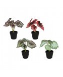 PLANTA BEGONIA X 6 20 CM