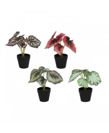 PLANTA BEGONIA X 6 20 CM